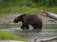 blackbear1